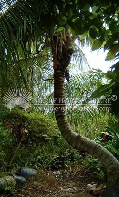 Coco nucifera yellow (Bend trunk)